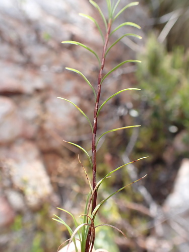 Image of Ficinia ramosissima by (c) Ren Hoekstra, some rights reserved (CC BY)