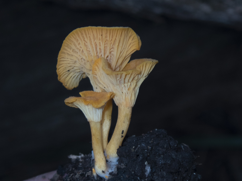 Australian chanterelle from Won Wron VIC 3971, Australia on May 28