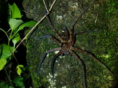 Heteropoda simplex
