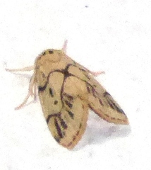 Holocraspedon nigripuncta