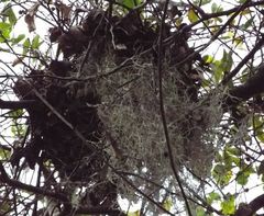 Sciurus carolinensis