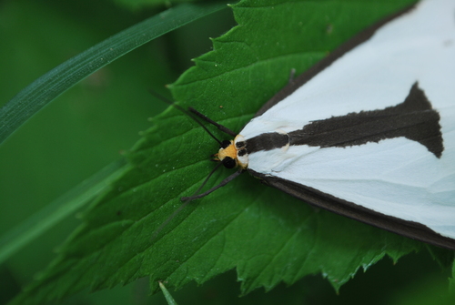 Leconte's Haploa Moth photo 6