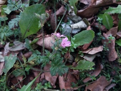 Erodium cicutarium