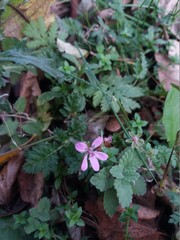 Erodium cicutarium