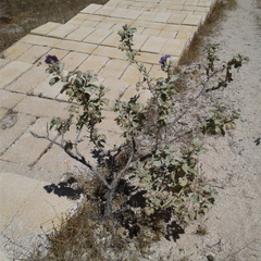 Solanum lasiophyllum