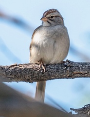 Rufous-Winged Sparrow photo 4