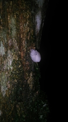 Mycena chlorophos