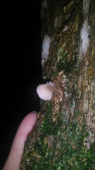 Mycena chlorophos