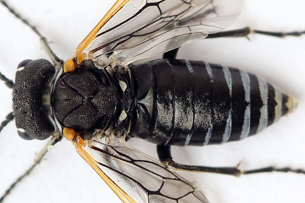 Sciapteryx