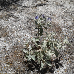 Solanum lasiophyllum
