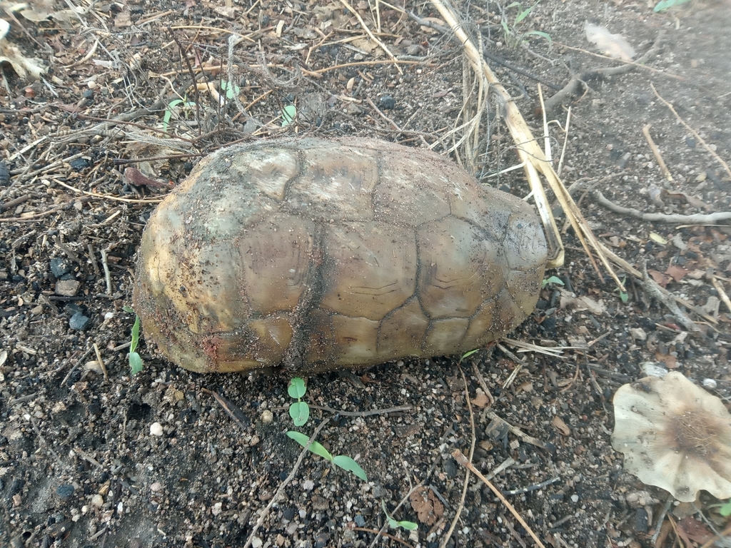 Western hinge-back tortoise