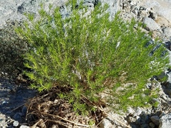 Peucephyllum schottii