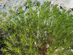 Peucephyllum schottii