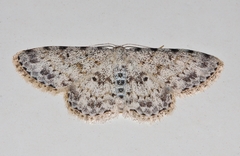 Scopula nigrinotata
