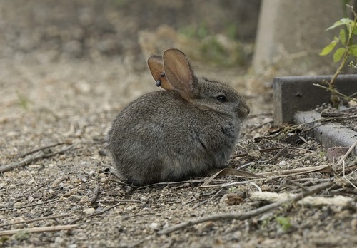 iNaturalist observation photo of Brush Rabbit