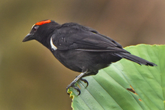 Heterospingus xanthopygius