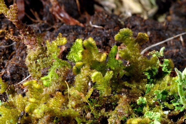 Ptilidiaceae