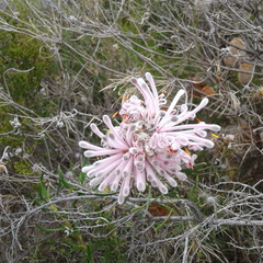 Petrophile linearis