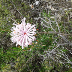 Petrophile linearis