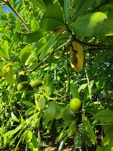 Image of Ochrosia oppositifolia by no rights reserved