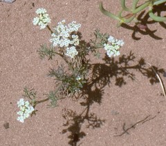Dasispermum hispidum