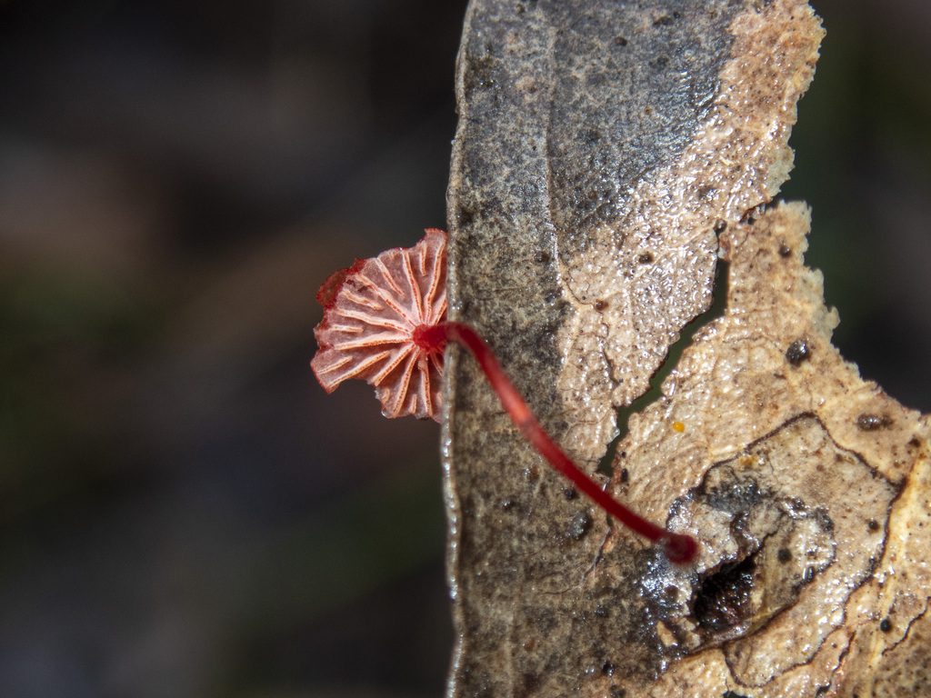 Ruby Bonnot ruby bonnet from Won Wron VIC 3971, Australia on May 28, 2021 at 01:31 ...