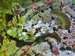 Pseudomonacanthus macrurus