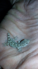 Tarentola mauritanica