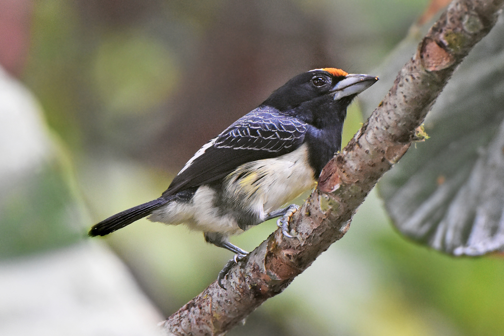 Orange-fronted Barbet (Capito squamatus) photo