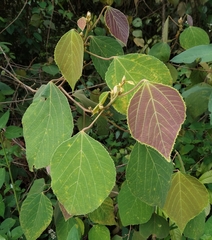 Macaranga trichocarpa