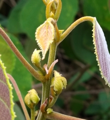 Macaranga trichocarpa