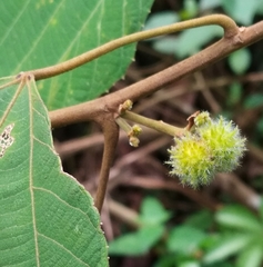 Macaranga trichocarpa