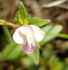 Linderniella nana image