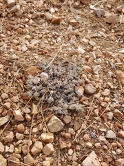 Eriogonum kennedyi austromontanum