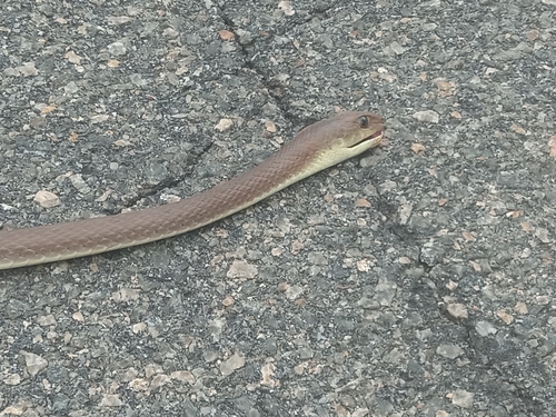 West-African Whip Snake, Psammophis afroccidentalis