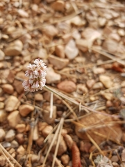 Eriogonum kennedyi austromontanum
