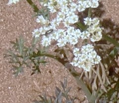 Dasispermum hispidum