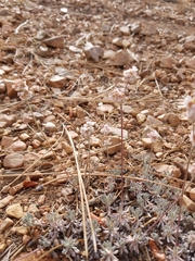 Eriogonum kennedyi austromontanum