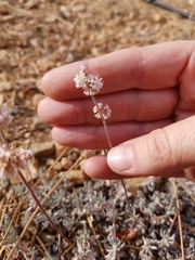 Eriogonum kennedyi austromontanum