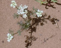 Dasispermum hispidum