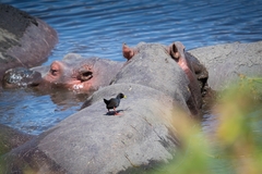 Black Crake photo 5
