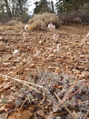 Eriogonum kennedyi austromontanum