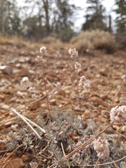 Eriogonum kennedyi austromontanum