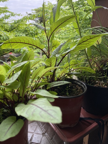 Rumex sanguineus iNat (1)