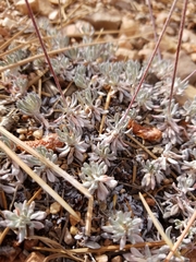 Eriogonum kennedyi austromontanum