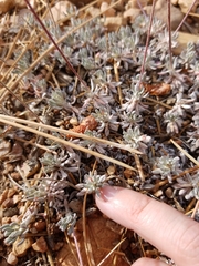 Eriogonum kennedyi austromontanum