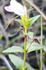 Linderniella nana image