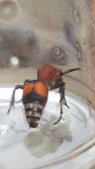 Dasymutilla ursus