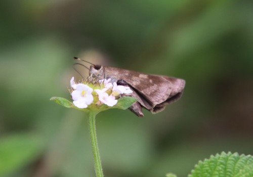 Cymaenes trebius