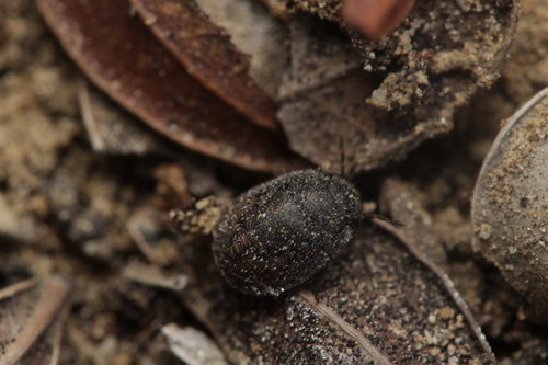 štítovkovité (Scutelleridae)